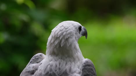 seen from its back looking to the left and right, white-bellied sea eagle haliaeetus leucogaster, philippines