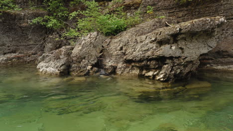 German-shepherd-dog-catching-fish-at-river-in-McDonald-creek,-swimming-in-freshwater