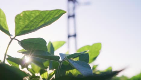 tilt up of a soybean plant field with a power pole in the background