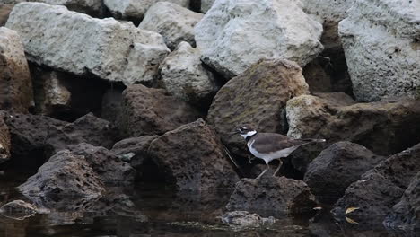 Slow-motion-of-killdeer-flying-from-rock-to-rock