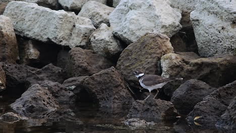 cámara lenta de killdeer volando de roca en roca