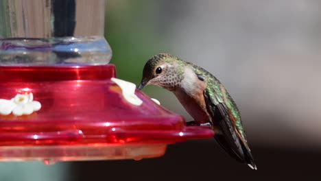 hummingbird at hummingbird feeder flies away