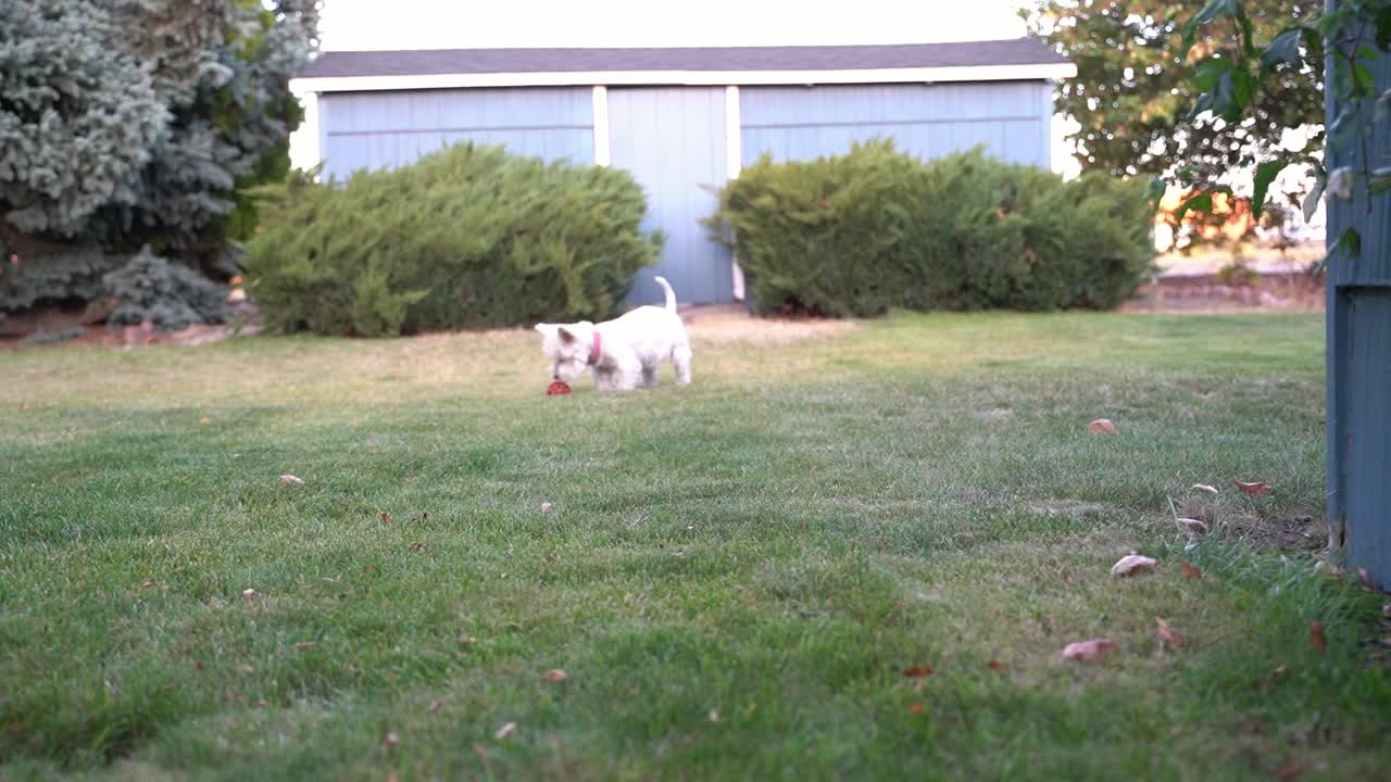 Westie female dog playing and going to to the bathroom