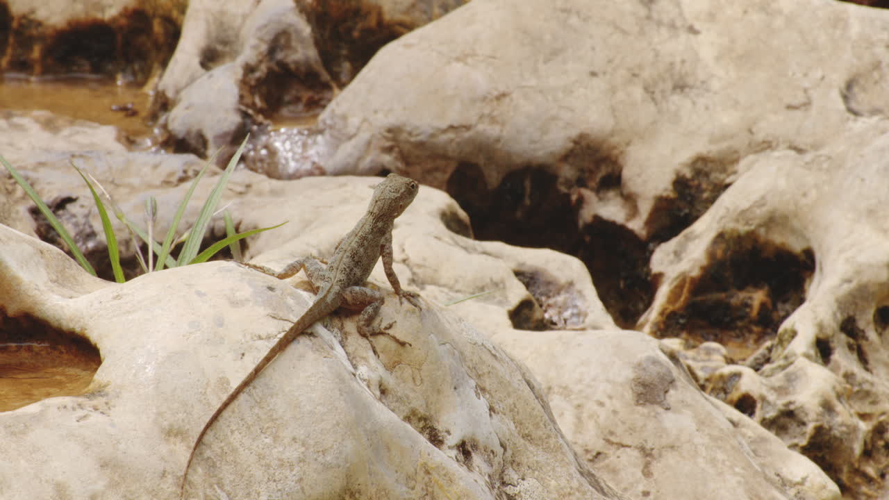 lagarto anole en rocas en el pantano cerca del río tanama en puerto rico