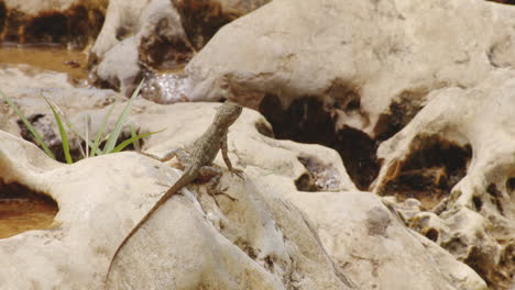 Anole-Eidechse-Auf-Felsen-Im-Sumpf-In-Der-Nähe-Von-Rio-Tanama-In-Puerto-Rico