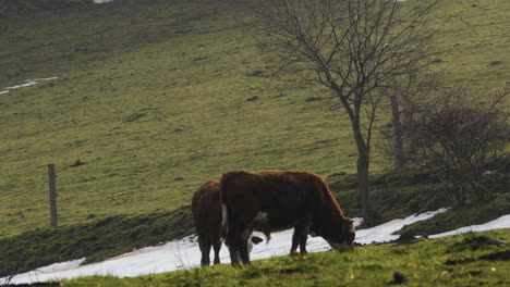 two cows eating grass or grazing, middle shot back view