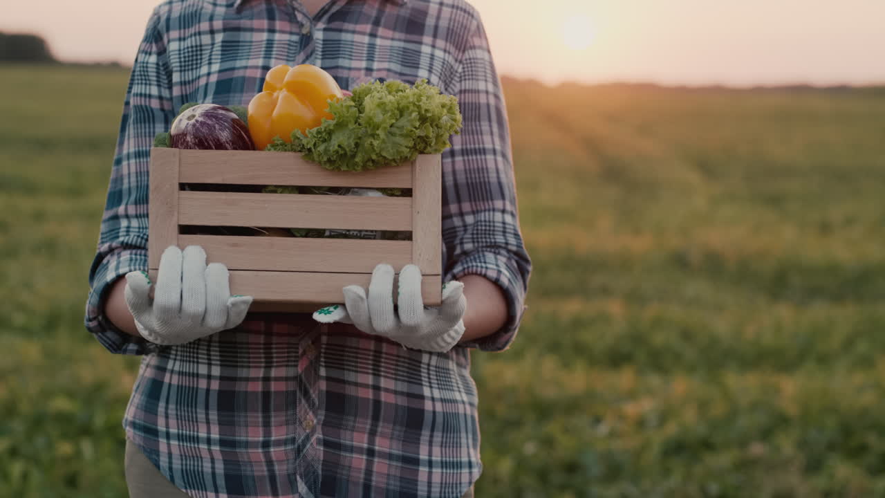 농부는 밭에서 신선한 채소 상자를 나른다 7