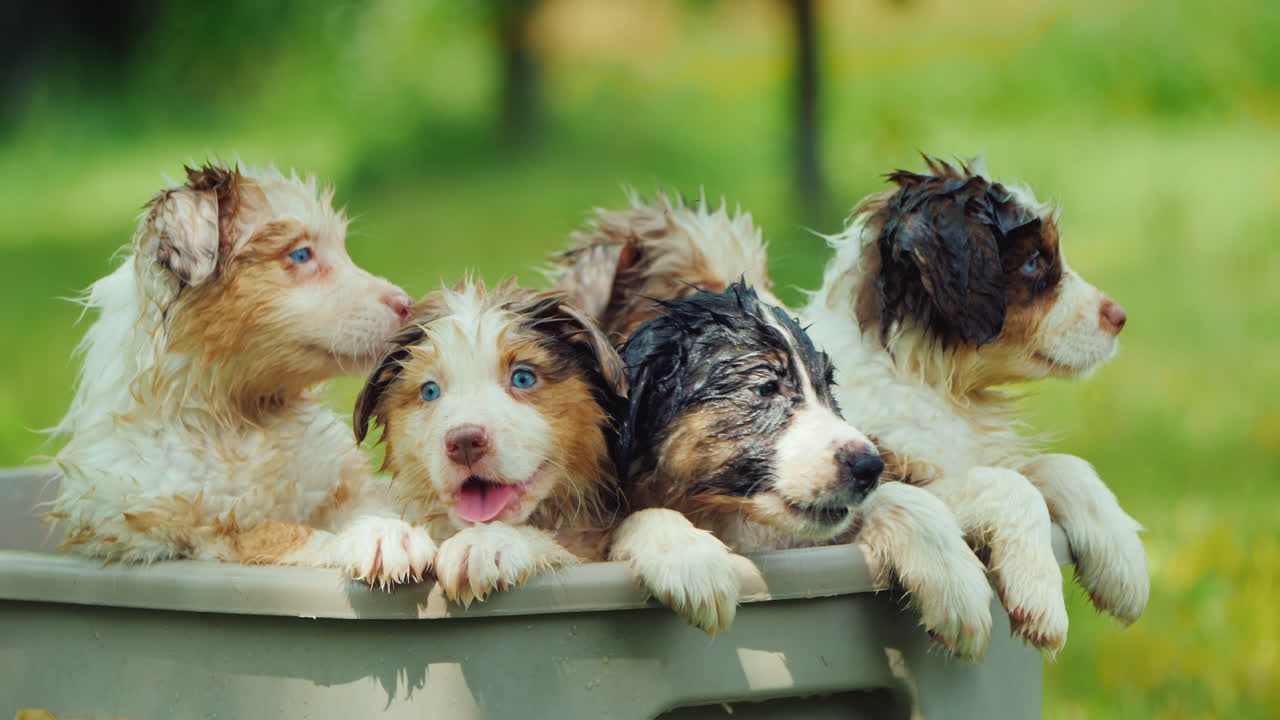 재미있는 강아지 몇 마리가 그림 같은 곳에서 목욕을 하고 있다