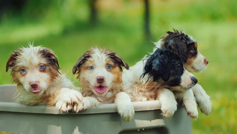 een paar grappige puppy's nemen een bad op een schilderachtige plek