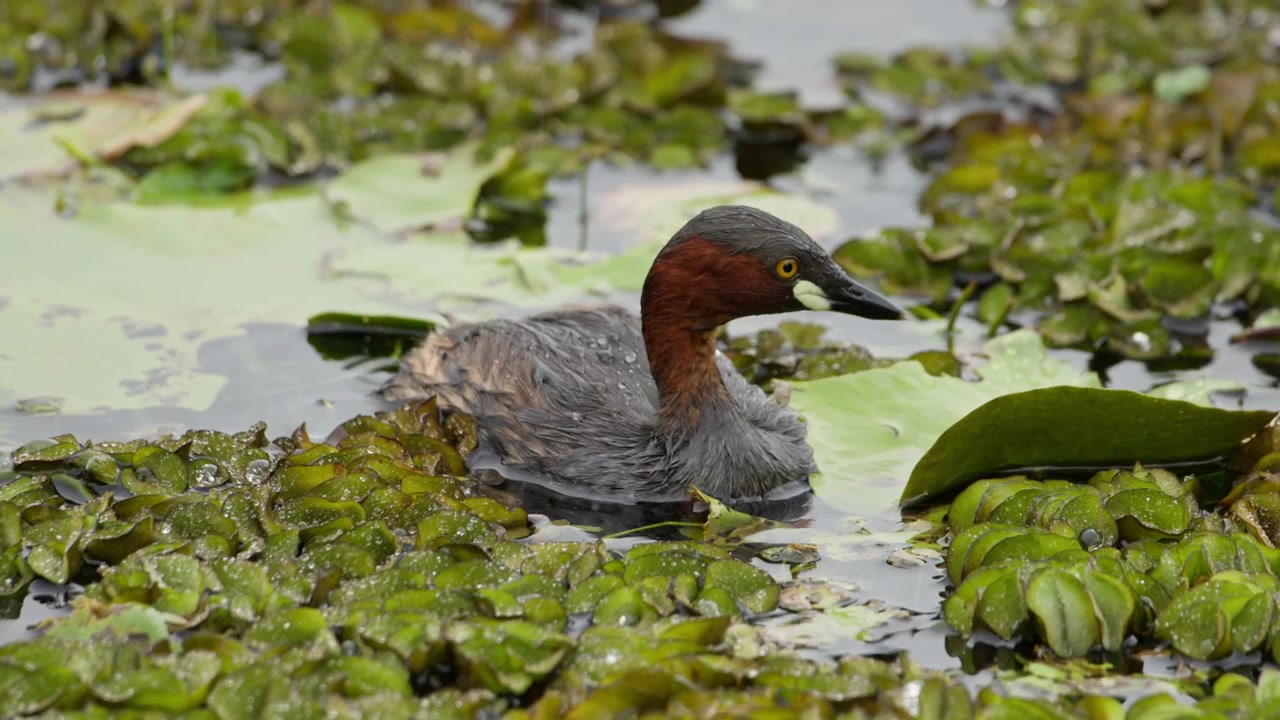 Un piccolo svasso nuota attraverso una tranquilla zona umida d'acqua dolce mentre si nutre tra le piante acquatiche. Il piccolo uccello acquatico si muove delicatamente sulla superficie del lago, mostrando un comportamento naturale di foraggiamento nel suo habitat umido