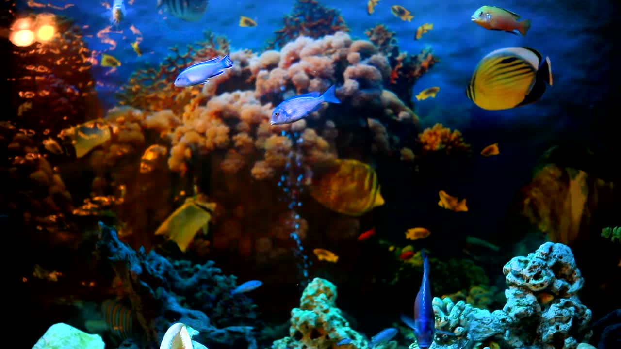 экзотические рыбы в аквариуме