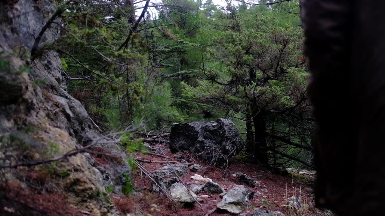Mand går i skov om efteråret