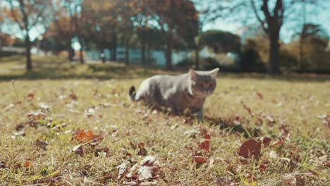 Un-Gato-Se-Mueve-Rápido-En-El-Prado-En-Medio-De-Un-Día-Soleado-En-El-Parque-Por-La-Mañana,-Grande---Mottes,-Francia