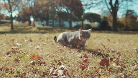 un gato se mueve rápido en el prado en medio de un día soleado en el parque por la mañana, grande - mottes, francia