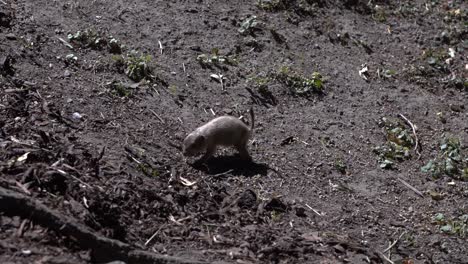 curious black tailed prairie dog walking on dirt ground