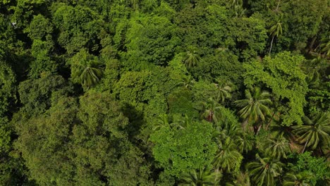 Tropical-palm-tree-islands-tilt-up-across-palm-tree-woodland-canopy-to-exotic-ocean-island-coastal-horizon-Thailand