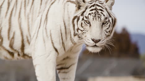 Weißer-Tiger,-Nahaufnahme,-Kopf-Drehen,-Zeitlupe