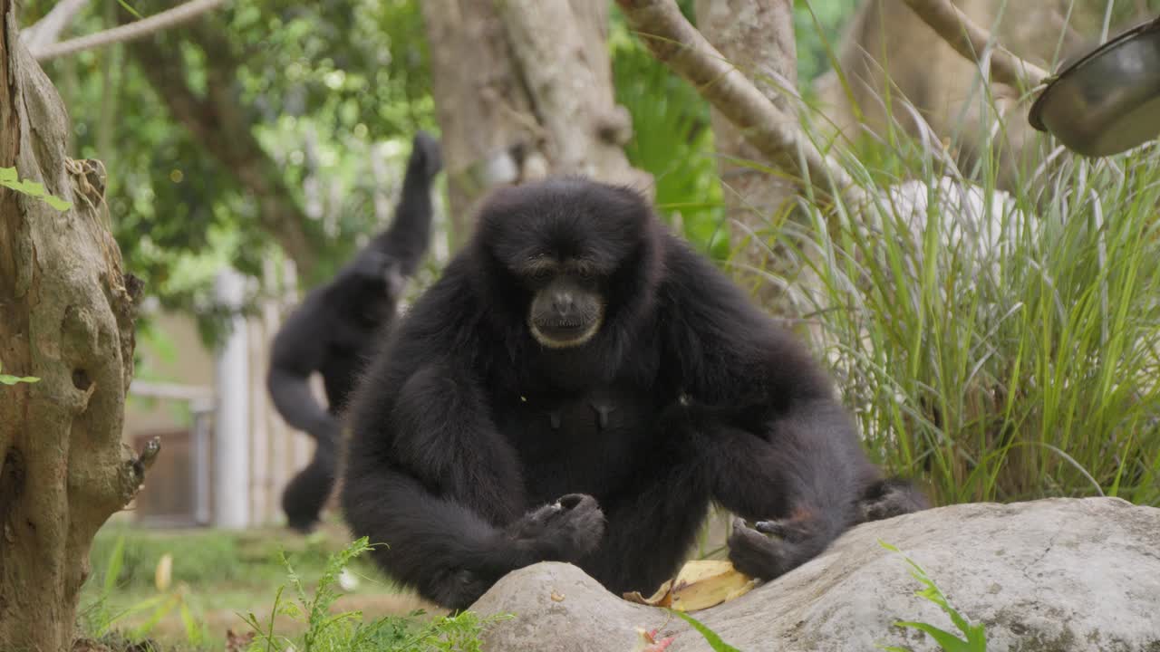 siamang gibón de pelaje negro sentado. primer plano y cámara lenta