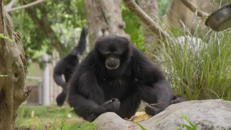 siamang black-furred gibbon sitting. close-up and slow-motion