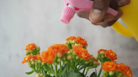 close-up of a hand watering vibrant orange flowers with a spray bottle