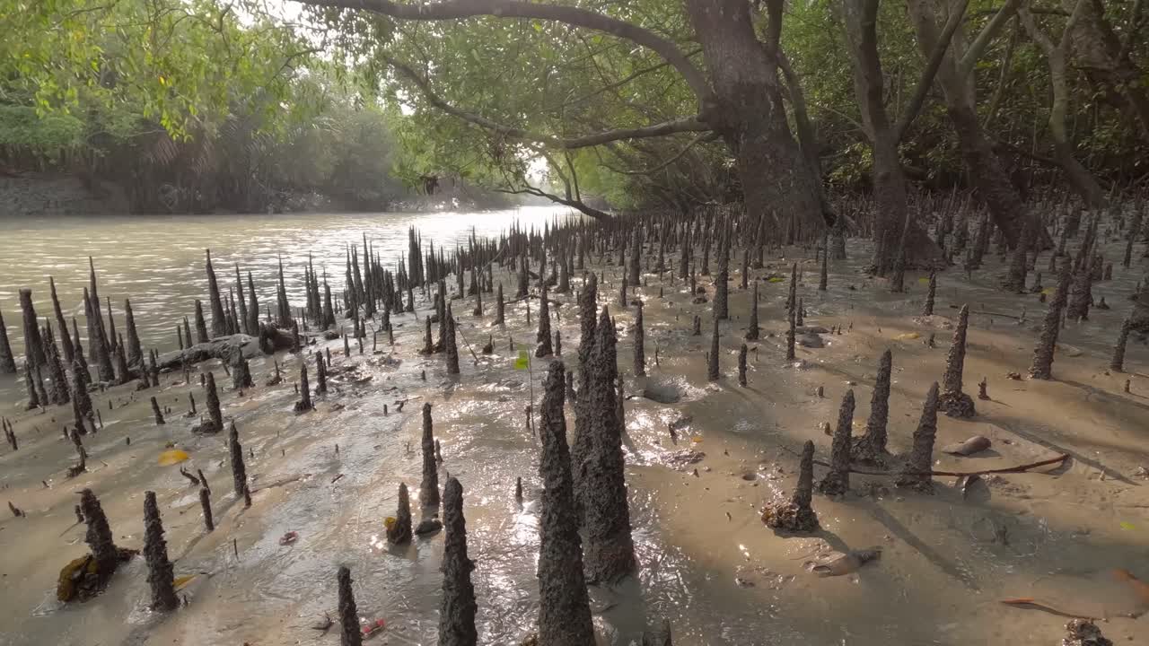 Closeup of mangrove roots rising through muddy soil in tropical wetland forest, highlighting nature adaptation to tidal environments and its role in coastal protection, carbon capture, Sundarbans