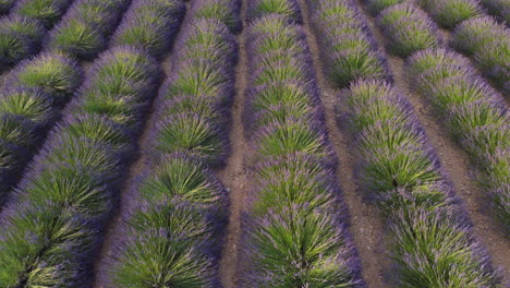 Lavender-field-agriculture-cultivation-in-Plateau-de-Valensole,-Provence,-France