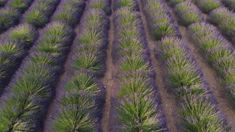 cultivo de agricultura de campo de lavanda en la meseta de valensole, provence, francia