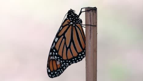 Primer-Plano-De-Una-Mariposa-Monarca-Aislada-En-Un-Fondo-Claro