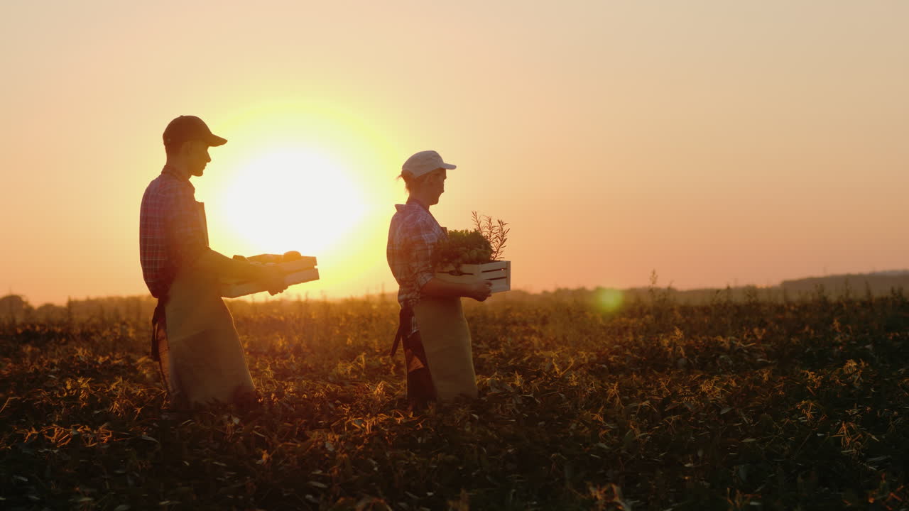 한 쌍의 농장이 신선한 유기농 야채 fr을 따라 야채와 채소가 있는 상자를 운반합니다.