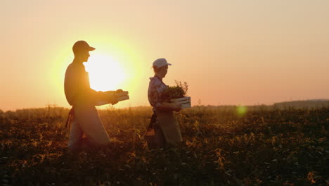 A-Pair-Of-Farms-Carries-Boxes-With-Vegetables-And-Greens-Along-The-Field-Fresh-Organic-Vegetables-Fr