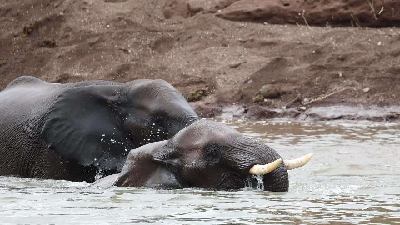 Two African elephant bulls playing in the water, Botswana