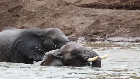 two african elephant bulls playing in the water, botswana