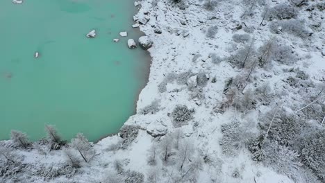 bosque nevado