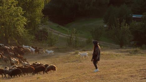 woman herding sheep and goats in a rural landscape