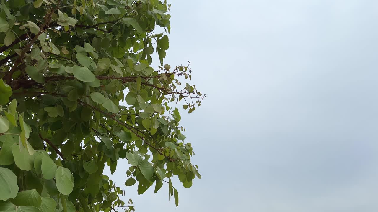 static shot of a palash tree with new green leaves which are swaying gently with the wind, tree leaves with copy space on right