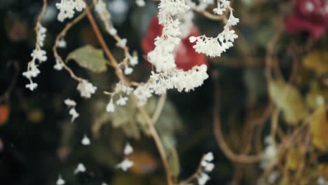 Bee-in-front-of-white-flower