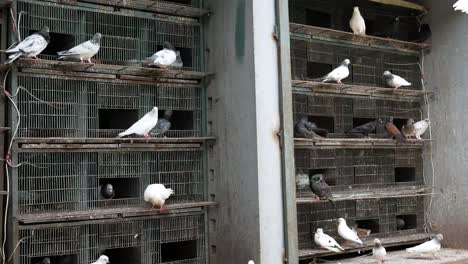 palomas en jaulas