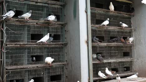 pigeons in cages