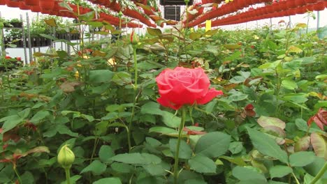 Rosas-De-Primavera-En-El-Vivero