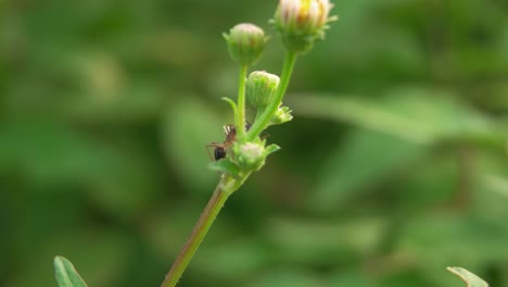 close up of red ants on green grass stalks