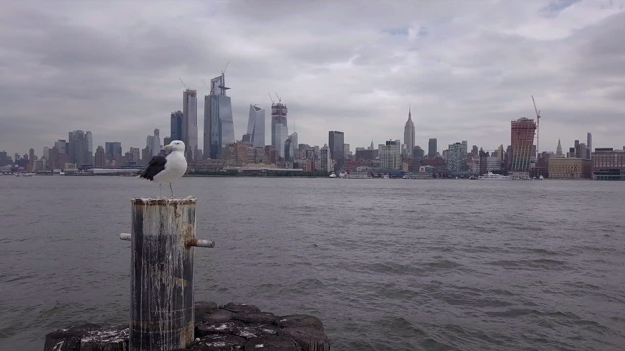 뉴욕 스카이라인을 배경으로 갈매기