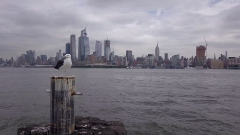 gaviota con horizonte de nueva york en segundo plano.