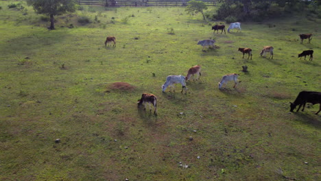 Imágenes-Aéreas-Cinematográficas-Inclinadas-Hacia-Abajo-De-Un-Rebaño-De-Ganado-Comiendo-Hierba-En-Una-Granja,-Drones