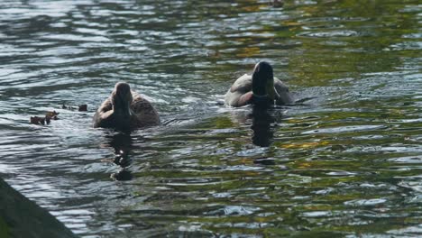 A-pair-of-ducks-swim-together-in-a-canal,-drinking-water-and-searching-for-food