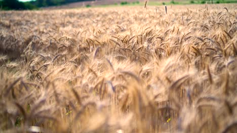 wheat field in wind at sunset