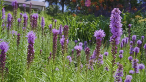 Bienen-Fressen-Blumen-Im-Botanischen-Garten-In-Melbourne,-Australien