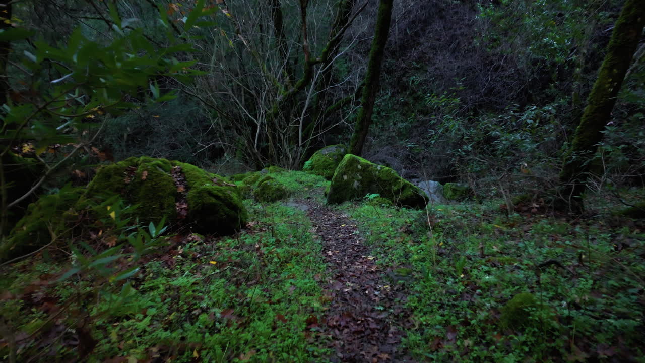 Sentiero stretto e sterrato attraverso una fitta foresta con rocce muschiose nel Del Valle Regional Park in California. - Ripresa POV.