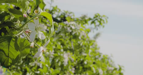 蘋果樹的開花分支 2