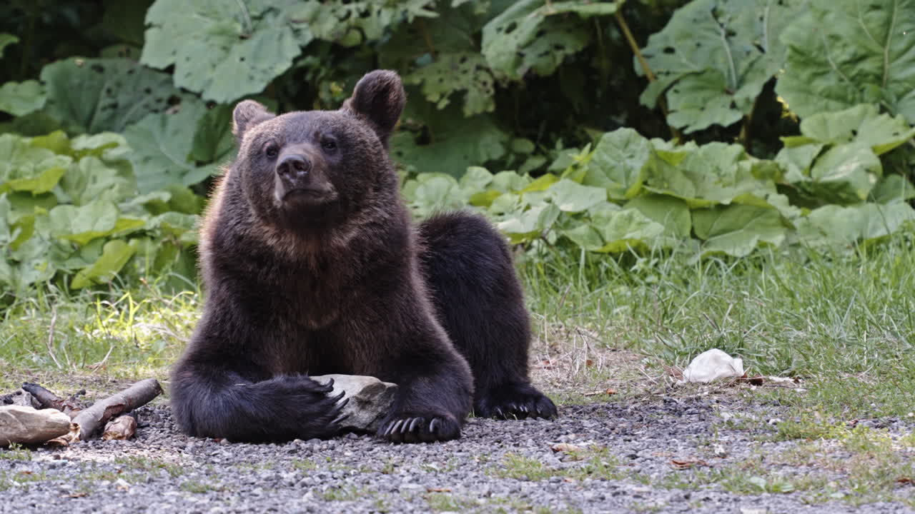 Orso bruno che si riposa su un'area erbosa a Transfagarasan, Romania