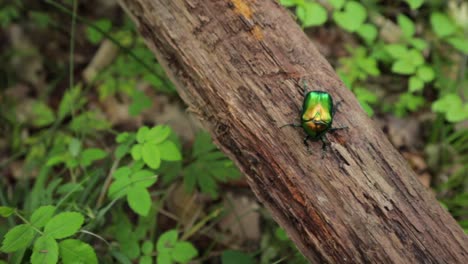 el camión dejó una foto macro de ángulo alto de un escarabajo dogbane sentado en una rama en el bosque inmóvil